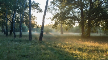 Morgen in den Wald. / ***
