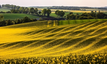 Posypane złotem / ***