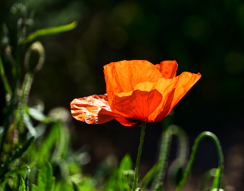 Poppy Zeit / ***
