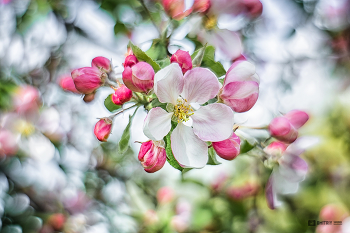 Apple tree in bloom / ***