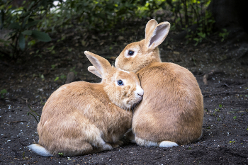 Zärtlichkeit der Natur / ***