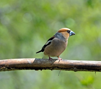 Grosbeak / ***