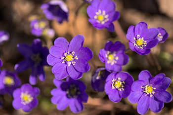 Spring journey:) / ***