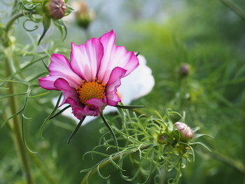 Tenderness of Nature / ***
