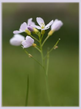 Wiesenschaumkraut / ....