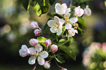 May Blossom / ***
