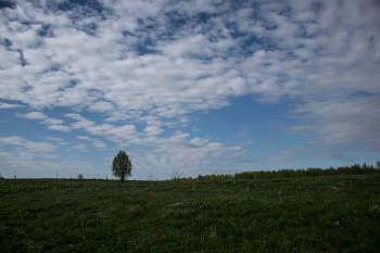 Trees and sky / ***