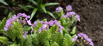 Flowers in the garden / ***
