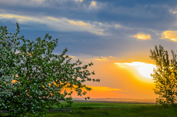 Field / ***
