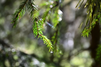 After the rain / ***