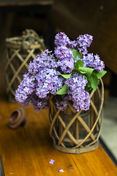 lilac / ***