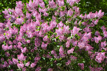 lilac / ***