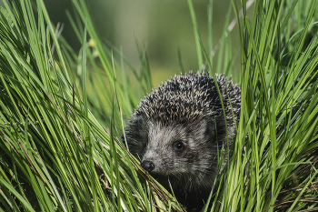 In the tall grass / ***