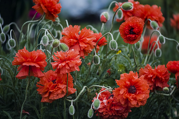 Poppies / ***
