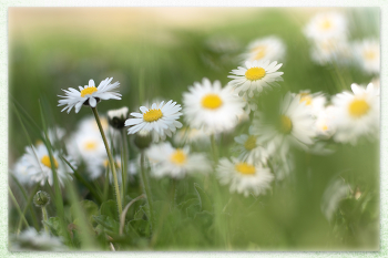 Der Traum von Biene Maya / Gänseblümchen