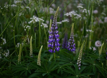 Lupinen / ***