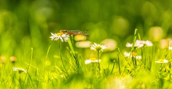 kleine Pause / frühe Adonislibelle, macht eine pause auf den Gänseblümchen
