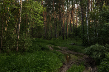 Forest wakes / ***