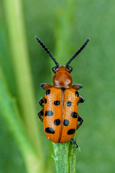 13 Punkte / Zwölfpunkt-Spargelkäfer (Crioceris duodecimpunctata)