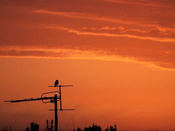 Lonely bird / ***