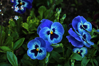 Augen / ***