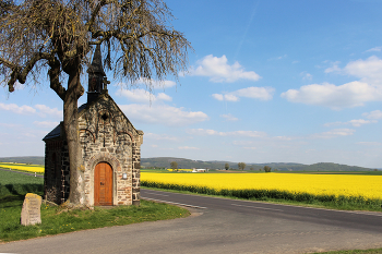 German side. Brassica napus pastoral. / Germany, North Rhine-Westphalia