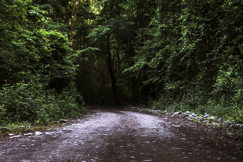 Forest roads / ***