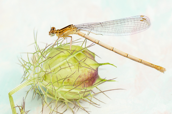Libelle / Libelle