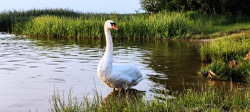 Swan / ***