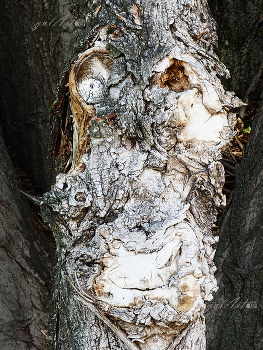 ☆☆☆ / Pareidolie