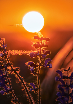 Sommer Sonne / ***