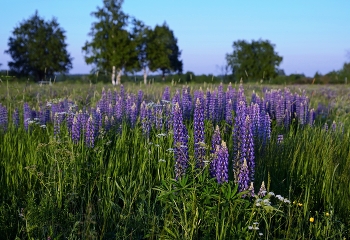 Lupinen / ***