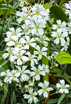 Flowers / ***