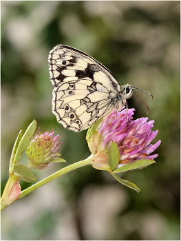 Pestroglazka Galatea / ***