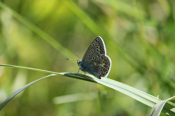 Kupfer-Schmetterling / ***