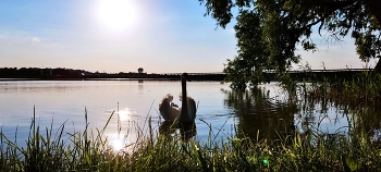 Swan / photography of a swan
