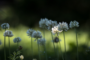Verstecken spielen / ***