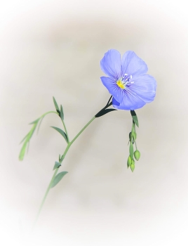 Flax / """