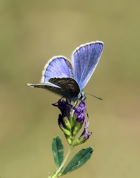 Kupfer-Schmetterling / ***