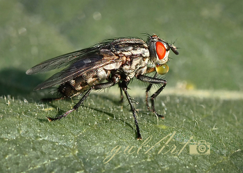 ☆☆☆ / Schmeißfliegen können sich mit einem Speicheltropfen Abkühlung verschaffen. Der durch Verdunstung abkühlende Tropfen wird dann wieder eingesaugt und senkt die Körpertemperatur der Fliegen.. Das haben brasilianische Wissenschaftler entdeckt.