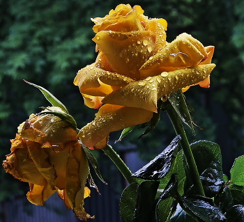 in der regen ... / ***