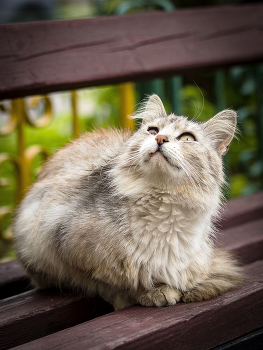 Katze / ***
