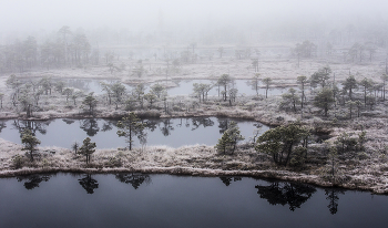 Die gestreifte / ***