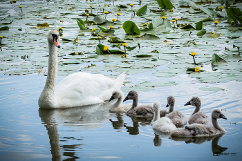 swan family / ***