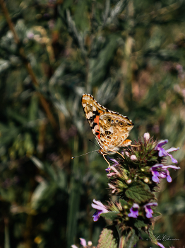 Butterfly / ***