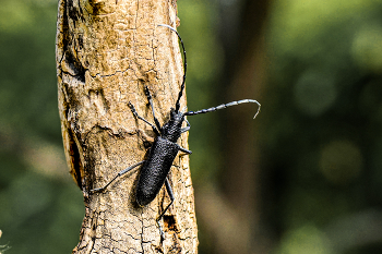 Buchenspiessbock / Buchenspiessbock (Cerambyx scopolii)