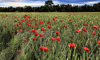 Mohn / ***