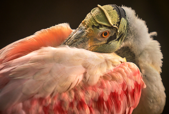 Vögel / ***