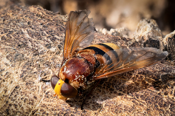 Schwebfliege / Schwebfliege