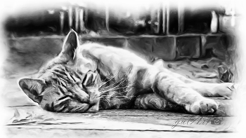 ☆☆☆ / Hauskatze